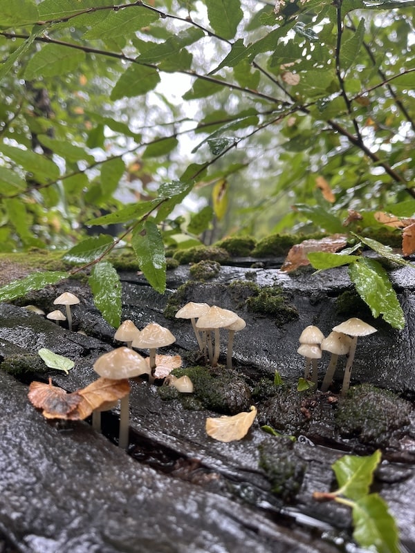 Detalles en la Fotografía de Paisaje