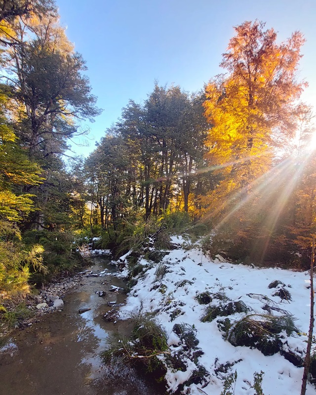 Los baños de bosque traen innumerables beneficios para la salud 