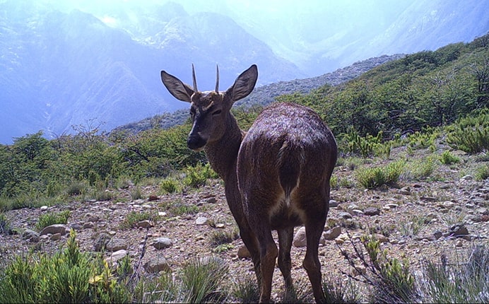 SANTUARIO DE LA NATURALEZA Y RESERVA NACIONAL LOS HUEMULES DE NIBLINTO